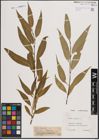 Foto von Salix fragilis L.